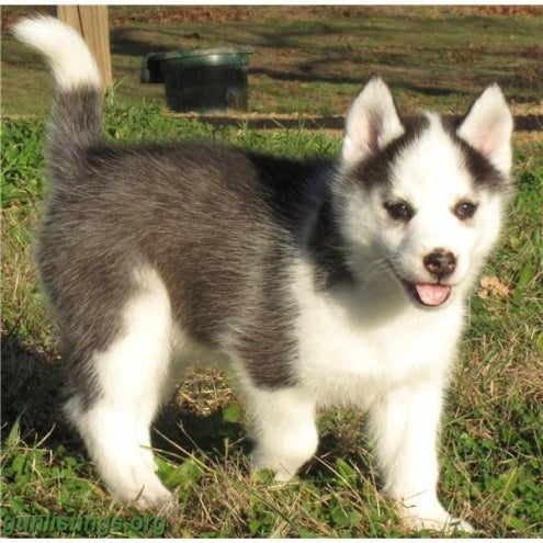 AKC/CKC REG. SIBERIAN HUSKY PUPPIES in northern michigan, Michigan gun ...