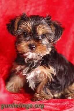 Pedigree With Papers Short Legged Haired Teacup Yorkies In Baton