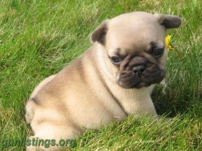 Pistols CUTE ENGLISH PUG PUPPIES FOR LOVE HOMES