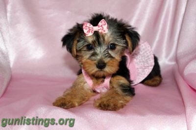 Awesome Teacup Yorkie Puppies For Adoption in tampa bay ...