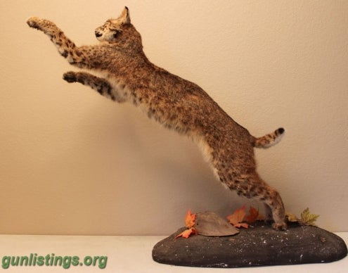 Misc Playful Bobcat Mount Taxidermy