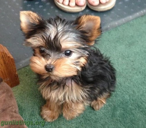 TINY YORKIE PUPPIES AVAILABLE NOW FOR 