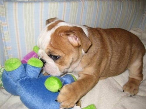 Accessories English Bulldog Puppies