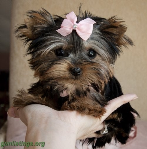 Ammo Teacup Yorkie PuppY For Free Adoption