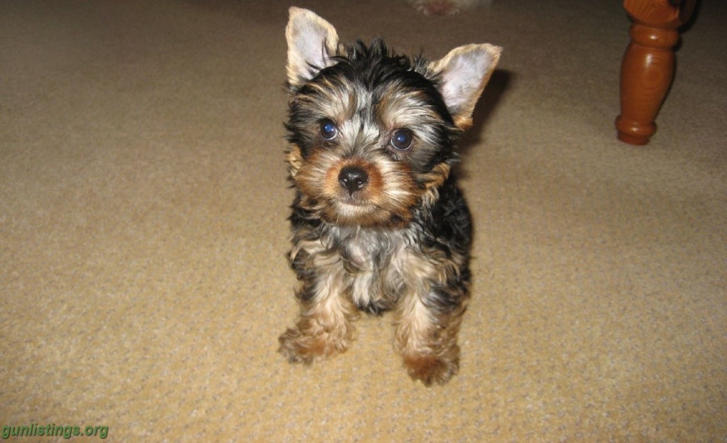 Misc Sweetest AKC Yorkie Puppies Available