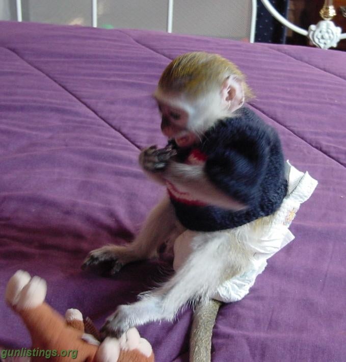 Misc Intelligent  Baby Capuchin Monkeys For Adoption