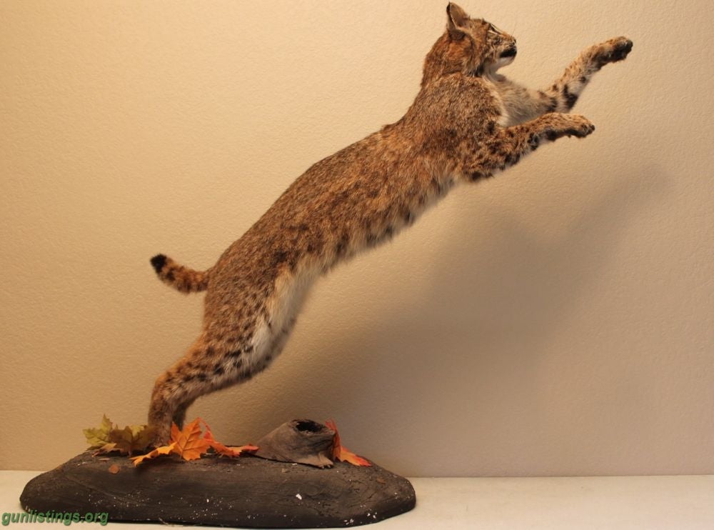 Misc Playful Bobcat Mount Taxidermy