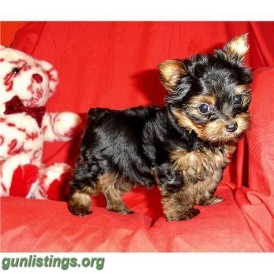 Misc Tiny Teacup AKC Toy Yorkie Puppies For Adoption!