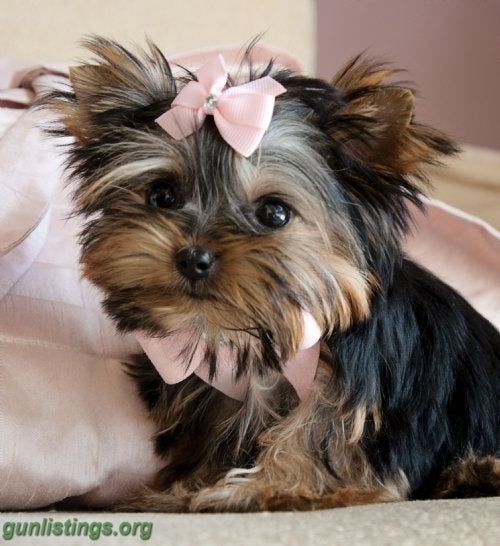 Ammo Teacup Yorkie PuppY For Free Adoption