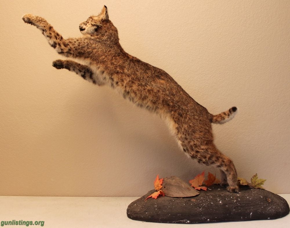 Misc Playful Bobcat Mount Taxidermy