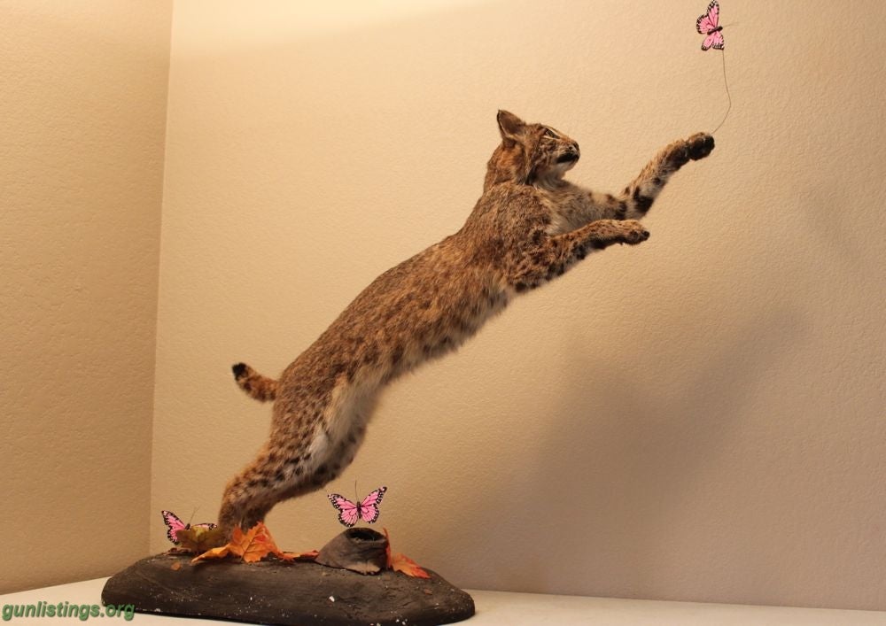 Misc Playful Bobcat Mount Taxidermy